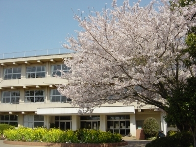 中台小学校校舎と桜の写真