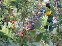 berry2