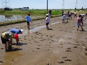 5年田植え