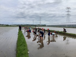 5年田植え