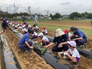 3年サツマイモ