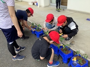 苗植え