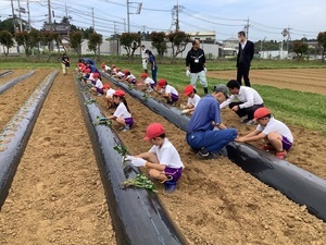 3年サツマイモ